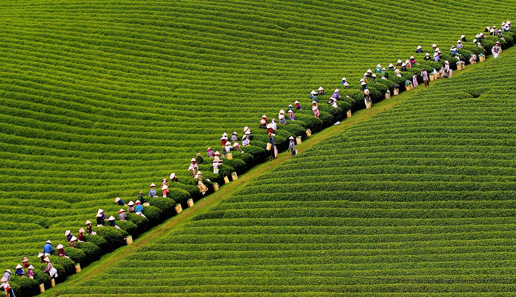 MỘC CHÂU - NÀNG THƠ CỦA NÚI RỪNG