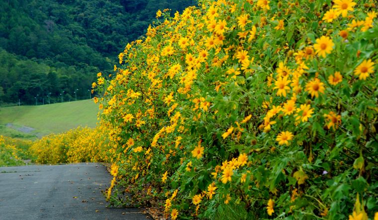 Du lịch Đà Lạt săn hoa dã quỳ tháng 11